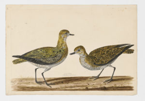 Drawing of a pair of European Golden-Plovers from 18th century specimens [modern geographical distribution: Europe, the Middle East, Siberia, and Northeastern North America]