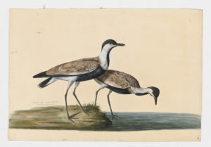 Drawing of a pair of Spur-Winged Lapwings from 18th century specimens [modern geographical distribution: the Middle East, West Africa, East Africa, and Southeast Europe. Attributed to Paillou, Peter, c.1720 – c.1790]