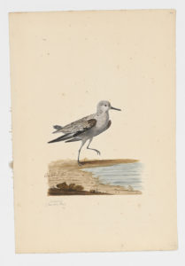 Drawing of a Sanderling from a 18th century specimen [modern geographical distribution: worldwide]