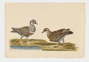 Drawing of a pair of Eurasian Dotterels from 18th century specimens [modern geographical distribution: Europe, the Middle East, and Central Asia]