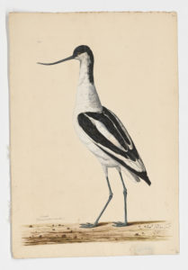 Drawing of a Pied Avocet from a 18th century specimen [modern geographical distribution: Europe, Africa, and Asia]