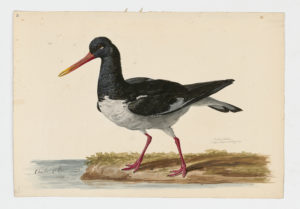 Drawing of a Eurasian Oystercatcher from a 18th century specimen [modern geographical distribution: Europe, the coast of Africa, the coast of Asia, and Central Asia]