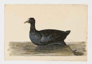 Drawing of a Eurasian Coot from a 18th century specimen [modern geographical distribution: Europe, Asia, Australia, New Zealand, and Africa]