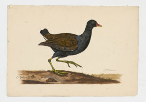 Drawing of a Eurasian Moorhen from a 18th century specimen [modern geographical distribution: worldwide]