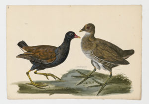 Drawing of an adult and an immature Eurasian Moorhens from 18th century specimens [modern geographical distribution: worldwide. Attributed to Paillou, Peter, c.1720 – c.1790]