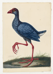 Drawing of a Western Swamphen from a 18th century specimen [modern geographical distribution: Europe, Africa, India, South East Asia, and Australia].