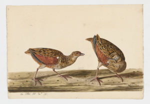 Drawing of a pair of Corn Crakes from 18th century specimens [modern geographical distribution: Europe, the Middle East, Central Asia, East Africa, and Southern Africa]
