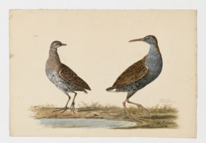 Drawing of an adult Water Rail from a 18th century specimen [modern geographical distribution: Europe, Asia, and North Africa] and an immature Spotted Crake from a 18th century specimen [modern geographical distribution: Europe, the Middle East, India, Central Asia, North Africa, and Southern Africa]