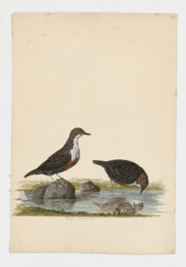 Drawing of a pair of White-throated Dippers from 18th century specimens [modern geographical distribution: Europe, the Middle East, Central Asia, and North Africa]