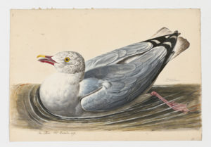 Drawing of a Herring Gull from a 18th century specimen [modern geographical distribution: North America, Europe, and Asia]