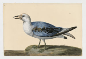 Drawing of an immature Black Headed Gull from a 18th century specimen [modern geographical distribution: Europe, Africa, Asia, and the East coast of North America. Attributed to Paillou, Peter, c.1720 – c.1790]