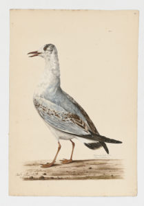 Drawing of a Black-legged Kittiwake in its first winter from a 18th century specimen [modern geographical distribution: North America, Europe, and the Pacific coast of Asia]