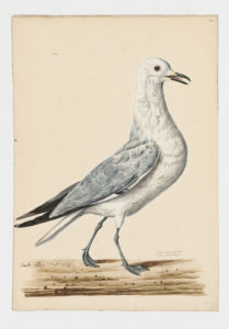 Drawing of an adult Black-legged Kittiwake from a 18th century specimen [modern geographical distribution: North America, Europe, and the Pacific coast of Asia]
