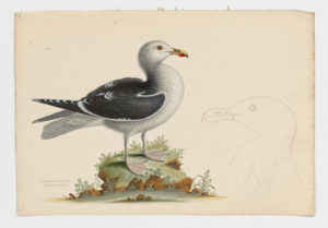 Drawing of a Great Black-backed Gull from a 18th century specimen [modern geographical distribution: Europe, Eastern North America, and North Africa. Attributed to Edwards, George 1694-1773]