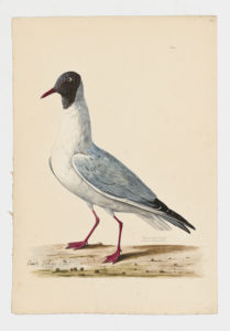 Drawing of a Black Headed Gull from a 18th century specimen [modern geographical distribution: Europe, Africa, Asia, and the East coast of North America]