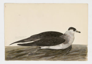 Drawing of an Arctic Skua--also known as a Parasitic Jaeger--from a 18th century specimen [modern geographical distribution: widespread along all coasts. Attributed to Paillou, Peter, c.1720 – c.1790]