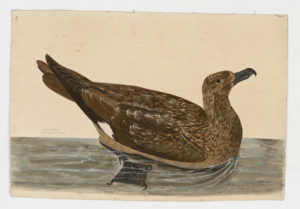 Drawing of a Great Skua from a 18th century specimen [modern geographical distribution: Northern Europe, Western Europe, North Africa, the Northeastern coast of North America, and Australia. Attributed to Paillou, Peter, c.1720 – c.1790]