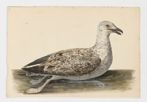 Drawing of an immature Herring Gull from a 18th century specimen [modern geographical distribution: North America, Europe, and Asia]