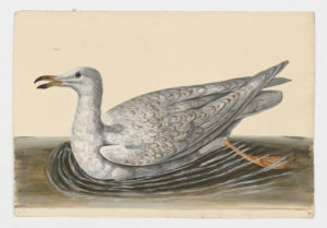 Drawing of a Glaucous Gull from a 18th century specimen [modern geographical distribution: North America, Northern and Western Europe, and Northeastern Asia. Attributed to Paillou, Peter, c.1720 – c.1790]