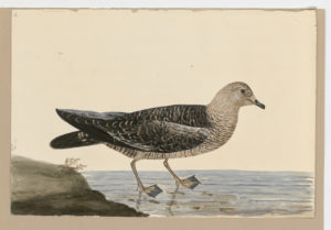Drawing of an immature Lesser Black Backed Gull from a 18th century specimen [modern geographical distribution: North America, Europe, Africa, the Middle East, Asia, and Australia. Attributed to Paillou, Peter, c.1720 – c.1790]