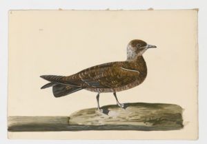 Drawing on an immature Arctic Skua--also known as a Parasitic Jaeger--from a 18th century specimen [modern geographical distribution: widespread along all coasts. Attributed to Paillou, Peter, c.1720 – c.1790]