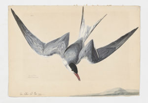 Drawing of a Common Tern from a 18th century specimen [modern geographical distribution: worldwide]