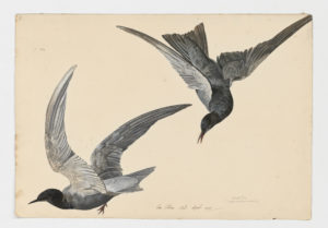 Drawing of a pair of Black Terns from 18th century specimens [modern geographical distribution: North America, the Northern coast of South America, Europe, the coast of Africa, Central Asia, and the Middle East]