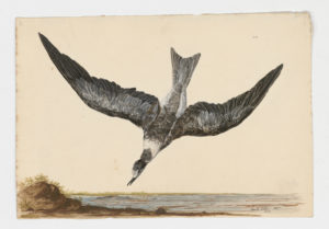 Drawing of a Black Tern from a 18th century specimen [modern geographical distribution: North America, the Northern coast of South America, Europe, the coast of Africa, Central Asia, and the Middle East]