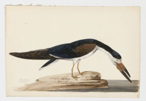 Drawing of a Black Skimmer from a 18th century specimen [modern geographical distribution: North America and South America. Attributed to Paillou, Peter, c.1720 – c.1790]