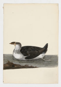 Drawing of a Razorbill from a 18th century specimen [modern geographical distribution: the East coast of North America, Western Europe, and Northern Europe. Attributed to Paillou, Peter, c.1720 – c.1790]