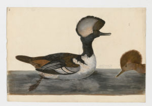 Drawing of a pair of Hooded Mergansers from 18th century specimens [modern geographical distribution: North America and Europe. Attributed to Paillou, Peter, c.1720 – c.1790]