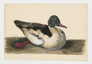 Drawing of a male Common Merganser--also known as a Goosander--from a 18th century specimen [modern geographical distribution: North America, Europe, and Asia]