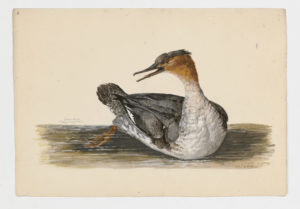 Drawing of a female Common Merganser--also known as a Goosander--from a 18th century specimen [modern geographical distribution: North America, Europe, and Asia]
