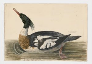 Drawing of a male Red-breasted Merganser from a 18th century specimen [modern geographical distribution: North America, Europe, and Asia]