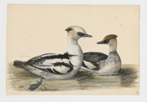 Drawing of a pair of Smews (the left is a breeding male and the right is an eclipse male) from 18th century specimens [modern geographical distribution: Europe, Central Asia, and East Asia]
