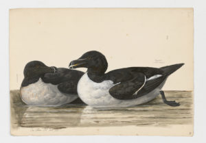 Drawing of a pair of Razorbills from 18th century specimens [modern geographical distribution: the East coast of North America, Western Europe, and Northern Europe]