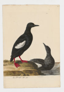 Drawing of a pair of Black Guillemots from 18th century specimens [modern geographical distribution: Northern Europe and Northeastern North America]
