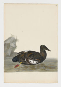 Drawing of a Black Guillemot from a 18th century specimen [modern geographical distribution: Northern Europe and Northeastern North America. Attributed to Paillou, Peter, c.1720 – c.1790]