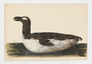 Drawing of a Great Auk from a 18th century specimen [modern geographical distribution: now believed to be extinct]