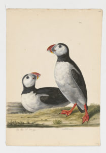 Drawing of a pair of Atlantic Puffins from 18th century specimens [modern geographical distribution: Northeastern North America, Western Europe, and Northern Europe]