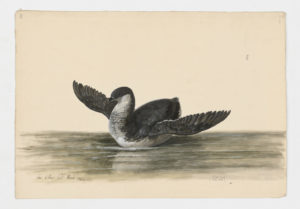 Drawing of a Dovekie--also known as a Little Auk--from a 18th century specimen [modern geographical distribution: Northeastern North America, Western Europe, and Northern Europe]