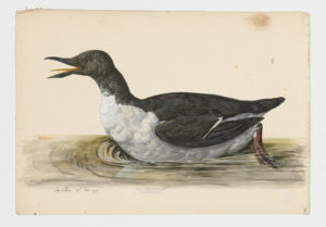 Drawing of a Guillemot--also known as a Common Murre--from a 18th century specimen [modern geographical distribution: Europe, Northeastern Asia, Pacific Coast of North America, and Northeastern North America]