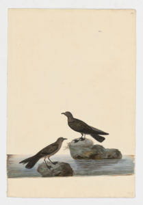 Drawing of a pair of Sooty Shearwaters from 18th century specimens [modern geographical distribution: the Coast of North America, South America, Europe, Africa, Australia, and East Asia. Attributed to Paillou, Peter, c.1720 – c.1790]