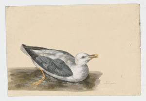 Drawing of a Northern Fulmar from a 18th century specimen [modern geographical distribution: the Coast of North America, Western Europe, Northern Europe, and East Asia. Attributed to Paillou, Peter, c.1720 – c.1790]
