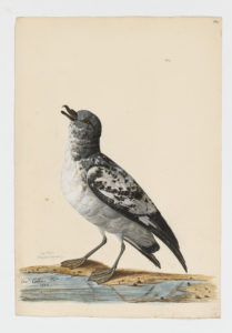 Drawing of a Cape Petrel from a 18th century specimen [modern geographical distribution: the Coasts of Antarctica, South America, Southern Africa, and Australia]