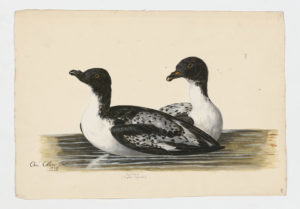 Drawing of a pair of Cape Petrels from 18th century specimens [modern geographical distribution: the Coasts of Antarctica, South America, Southern Africa, and Australia]