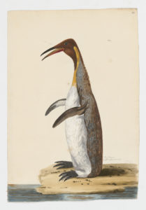 Drawing of a King Penguin from a 18th century specimen [modern geographical distribution: Antarctica, the Southern tip of South America, and New Zealand. Attributed to Paillou, Peter, c.1720 – c.1790]