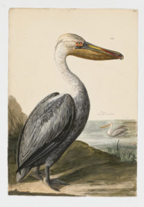 Drawing of a non-breeding Brown Pelican from a 18th century specimen [modern geographical distribution: North America and the Northern coast of South America]