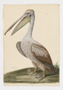 Drawing of a breeding Brown Pelican from a 18th century specimen [modern geographical distribution: North America and the Northern coast of South America]