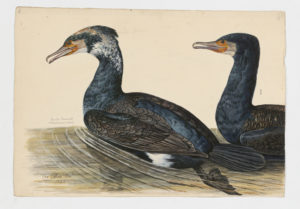 Drawing of a pair of Great Cormorants from 18th century specimens [modern geographical distribution: Europe, Asia, Africa, Australia, and the East coast of North America]